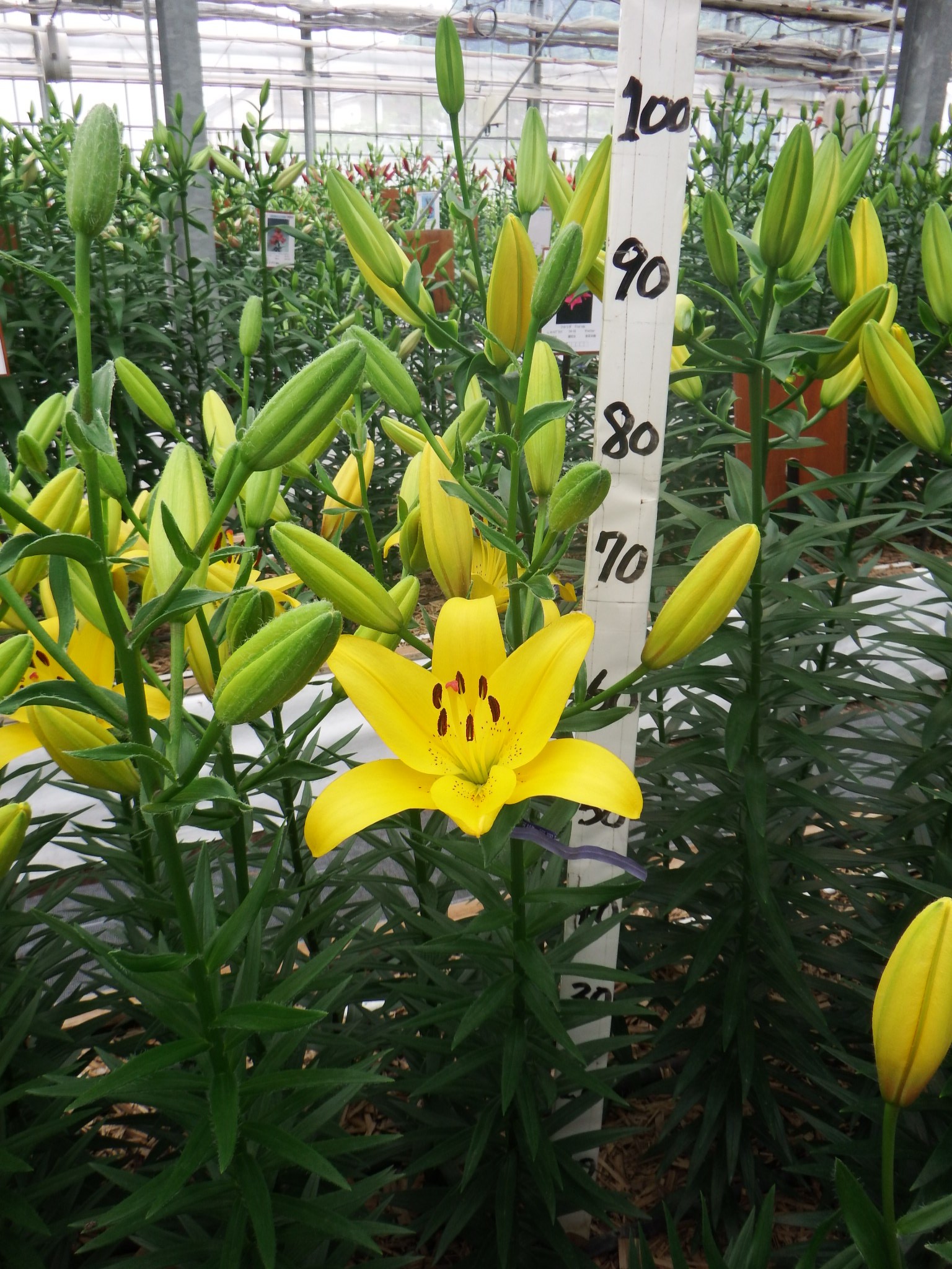 イエローダイアモンド